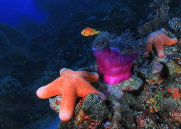 Ayada Maldives-Diving