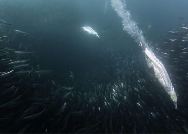 Sardine Run Cape Gannet Diving