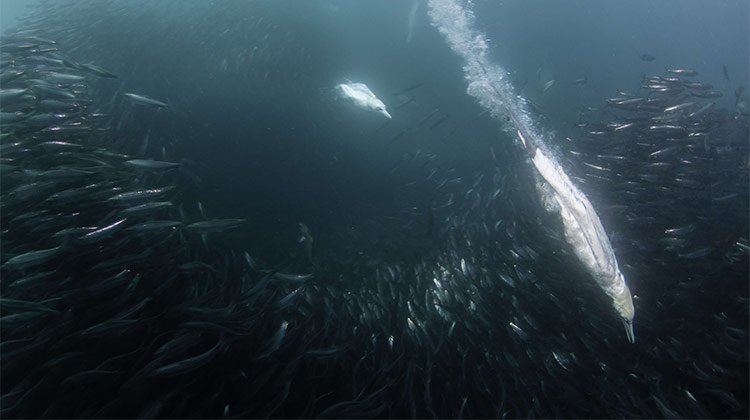 Sardine Run Cape Gannet Diving