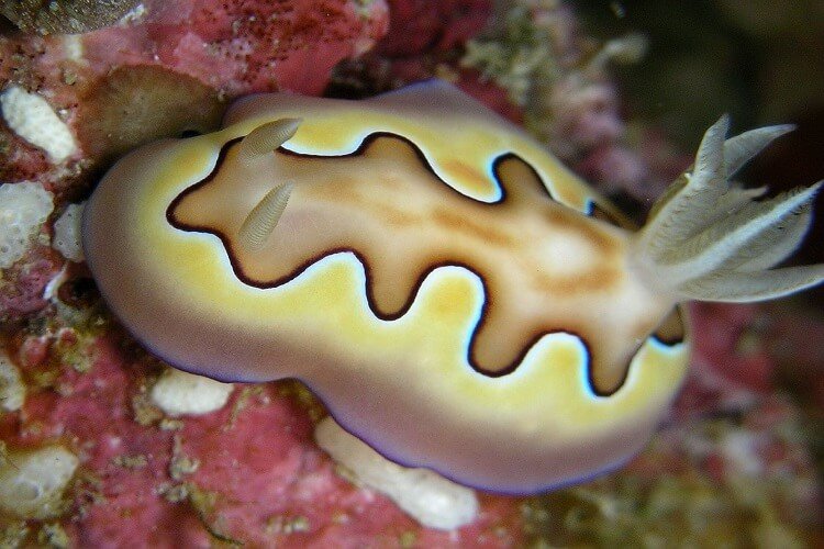 Nudibranch