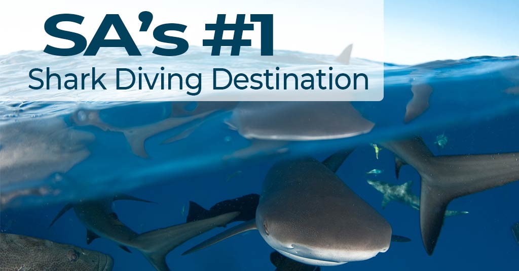 Diving Aliwal Shoal - SA's nr 1 Shark diving destination