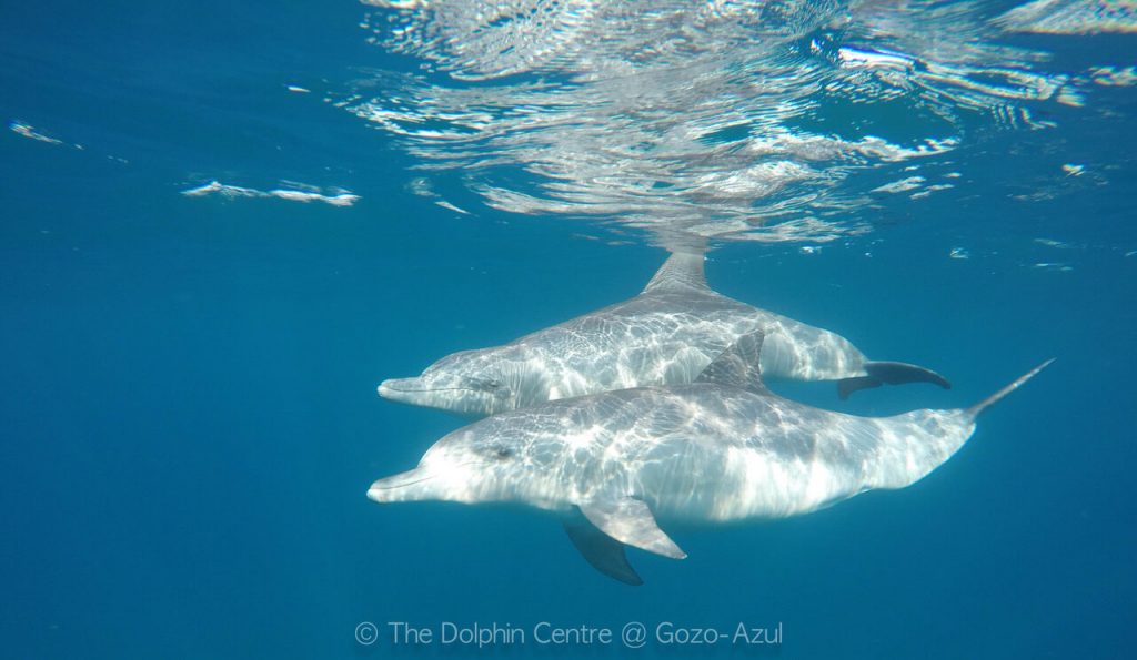 Dolphin Centre in Ponta do Ouro, Mozambique