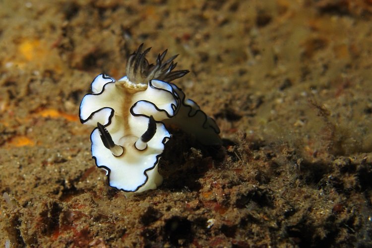 Nudibranch in Sodwana Bay