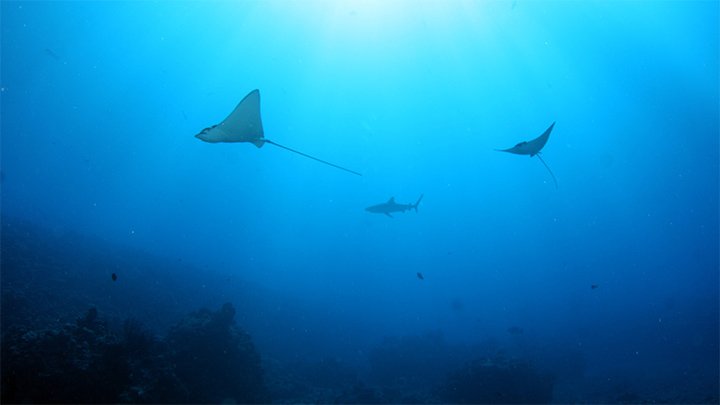 Eagle Ray encounters