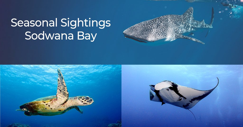 Sodwana Bay Seasonal Sightings