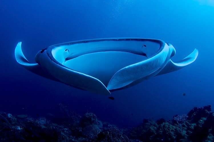 Manta Ray