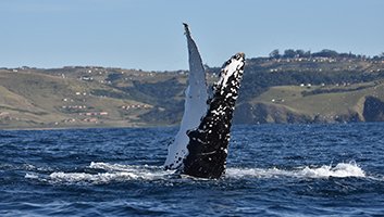 Humpback Whale