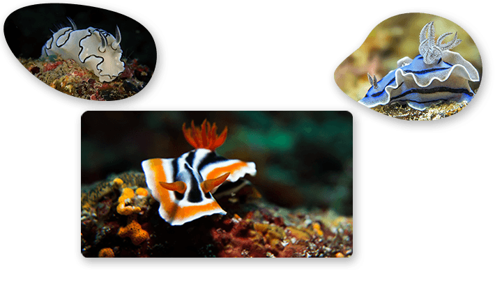 Nudi's of Aliwal Shoal