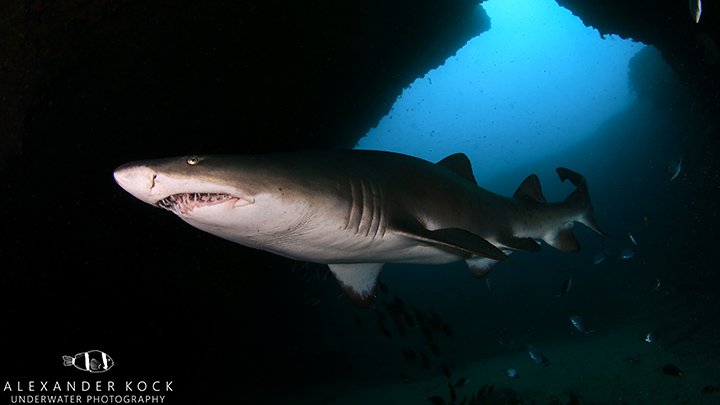 Ragged Tooth Shark in Cathedral, Aliwal Shoal