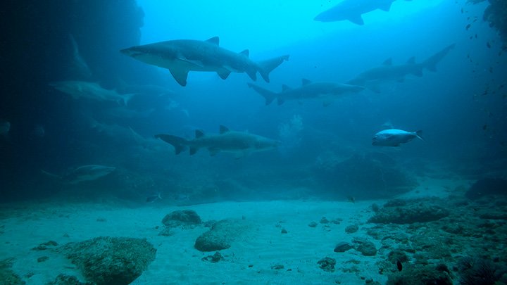 Ragged Tooth Sharks in Cathedral