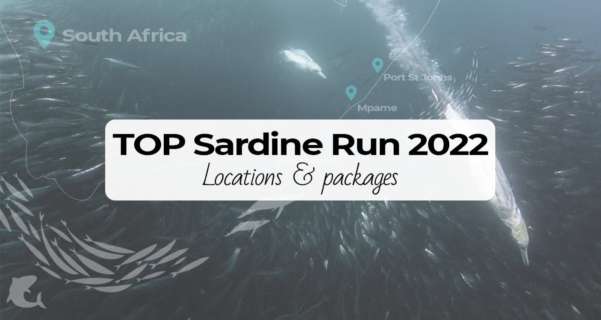 Sardine Run 2022 TOP Locations And Packages
