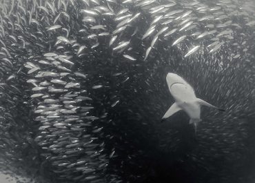 Shark in Baitball during the Sardine Run