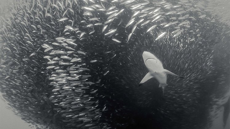 Shark in Baitball during the Sardine Run