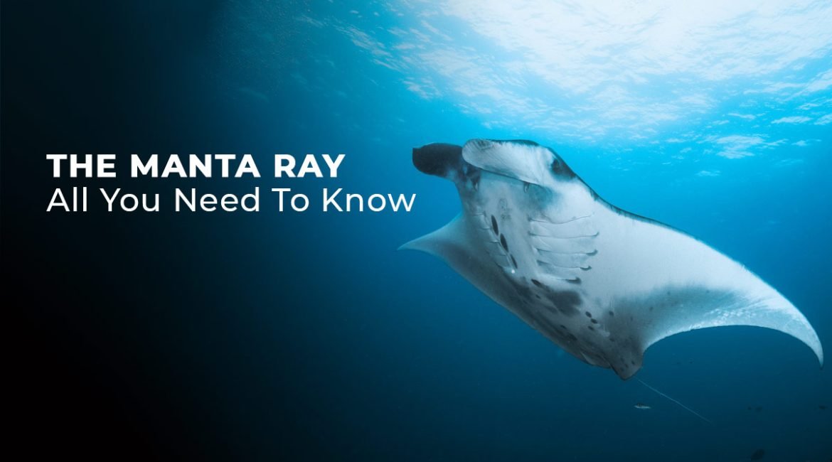 The Manta Ray