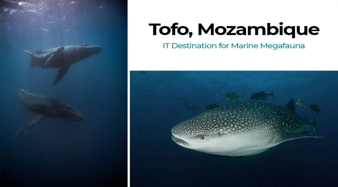 Tofo Mozambique