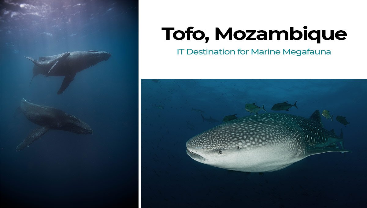 Tofo Mozambique