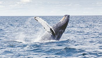 Humpback Whale Breach