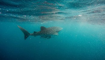 Whale Shark