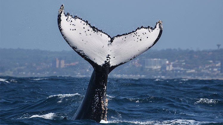 Humpback Whale Tail