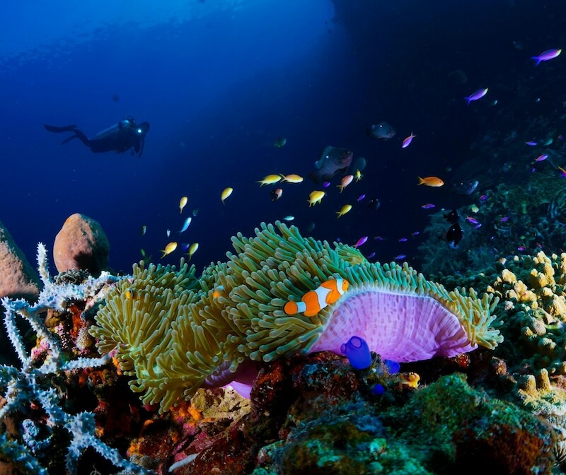 Diving In Raja Ampat