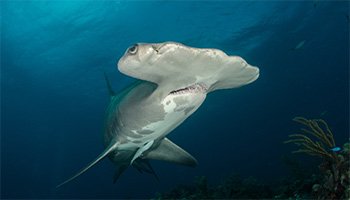 Hammerhead Shark