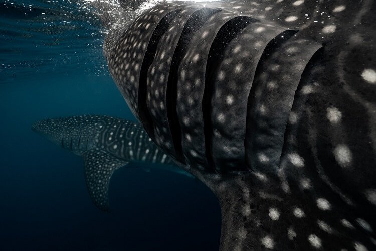 Whale Shark