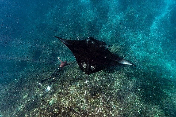 Manta Ray