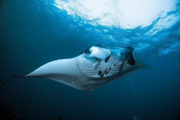 Manta Ray